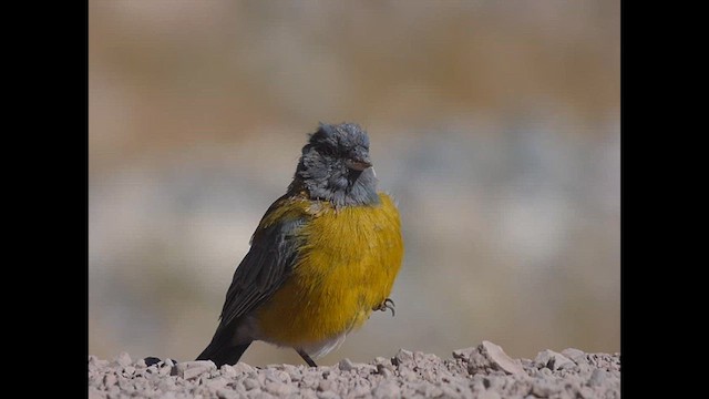 Gray-hooded Sierra Finch - ML632361401