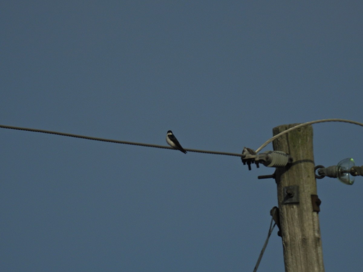 Tree Swallow - ML632361420