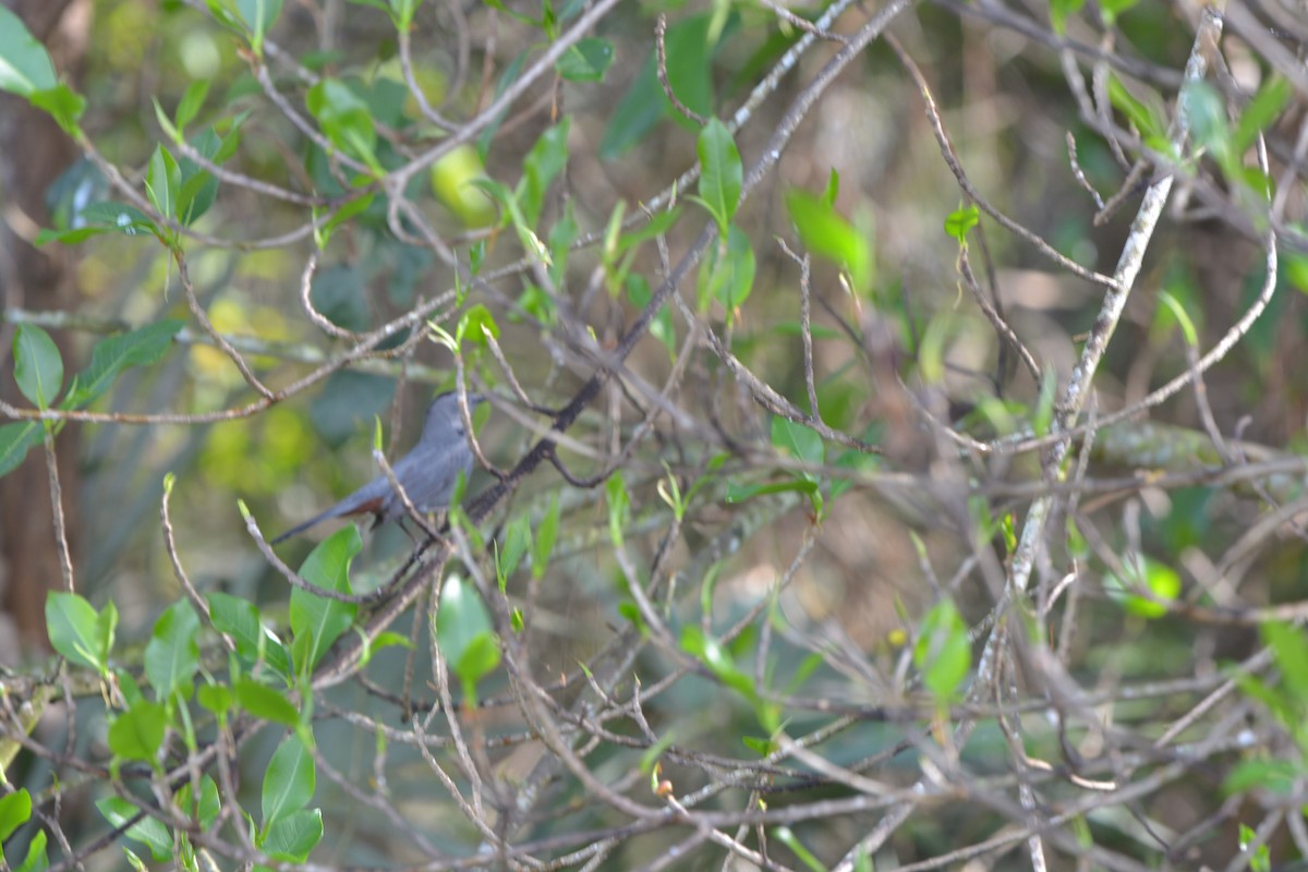 Gray Catbird - ML632361467