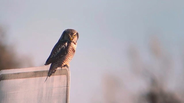 Northern Hawk Owl - ML632361488