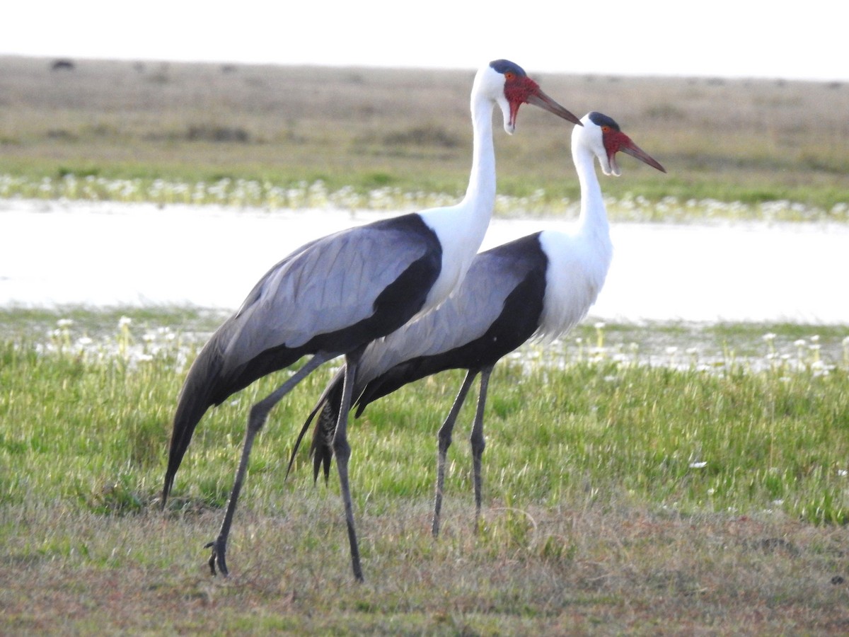 Wattled Crane - ML632361564