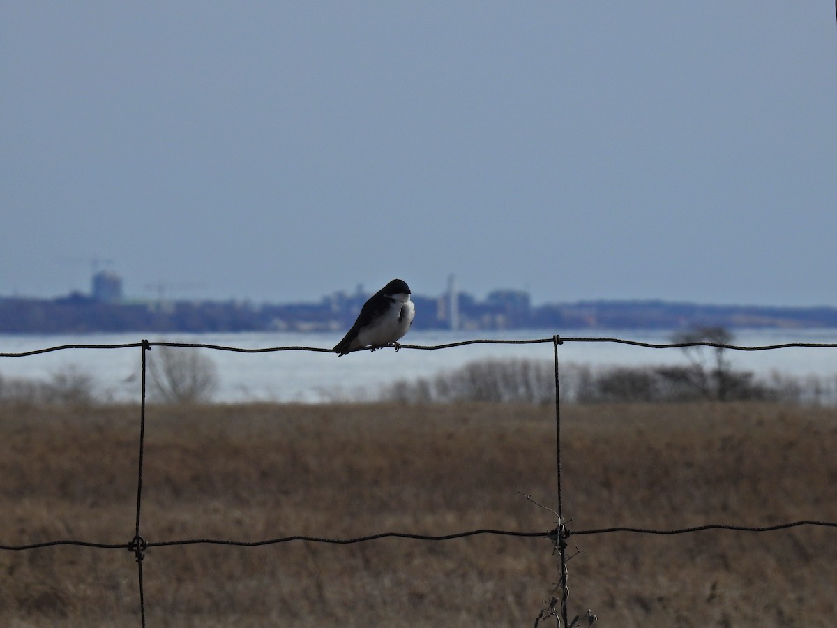 Tree Swallow - ML632361593