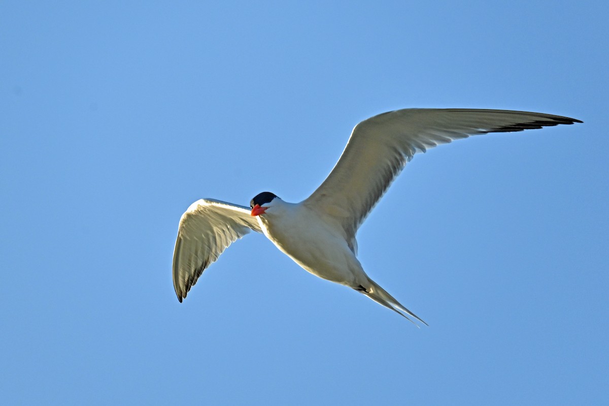 Royal Tern - ML632361698