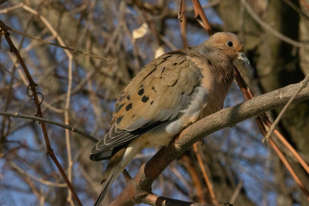 Mourning Dove - ML632361817