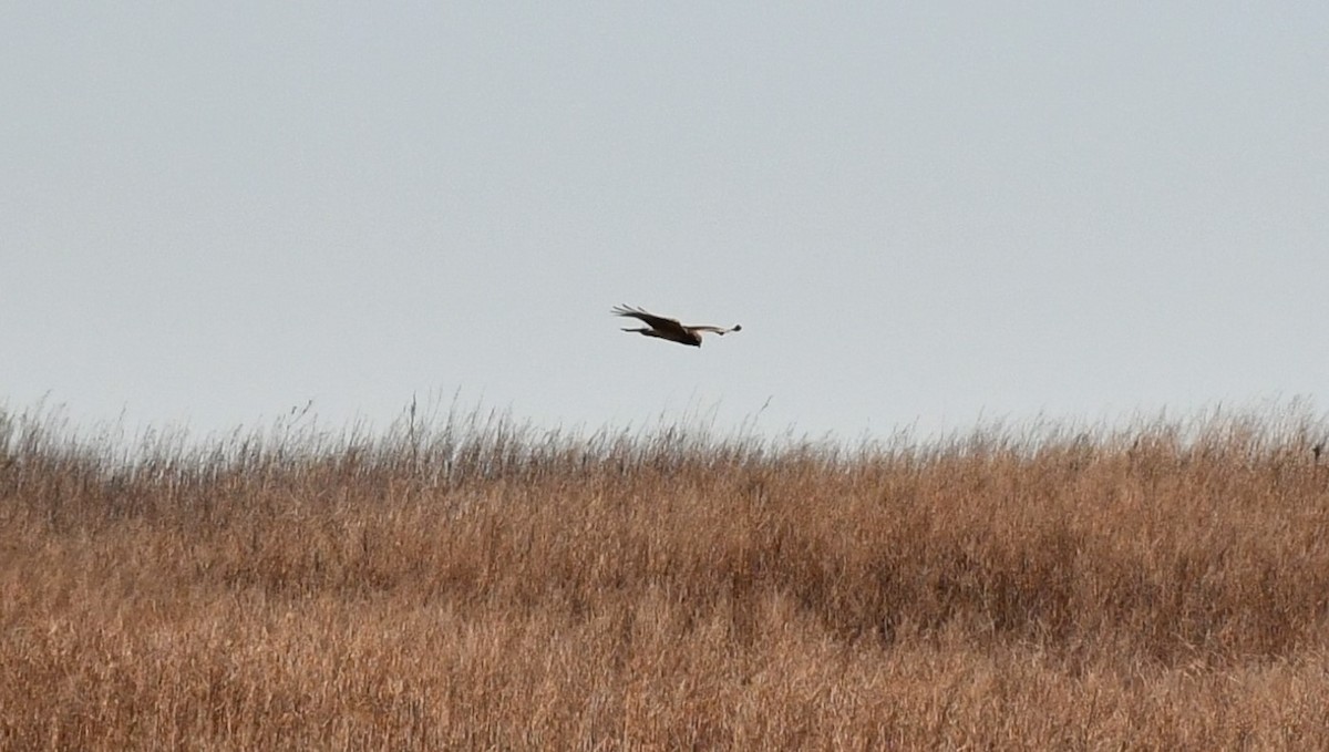 Northern Harrier - ML632361900