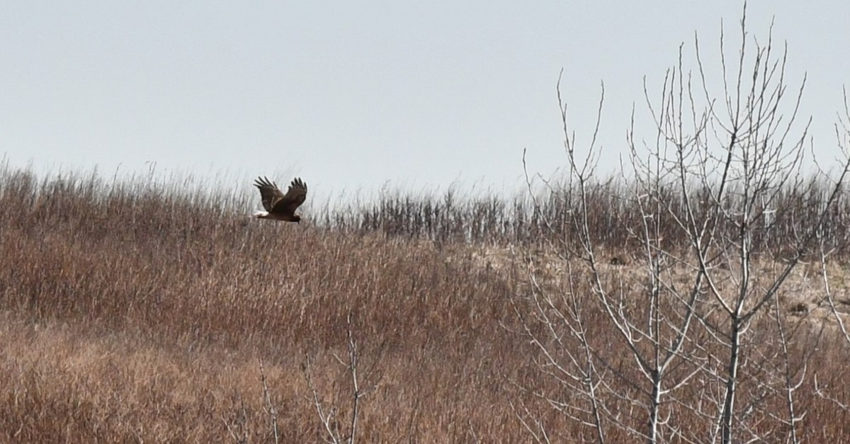 Northern Harrier - ML632361902