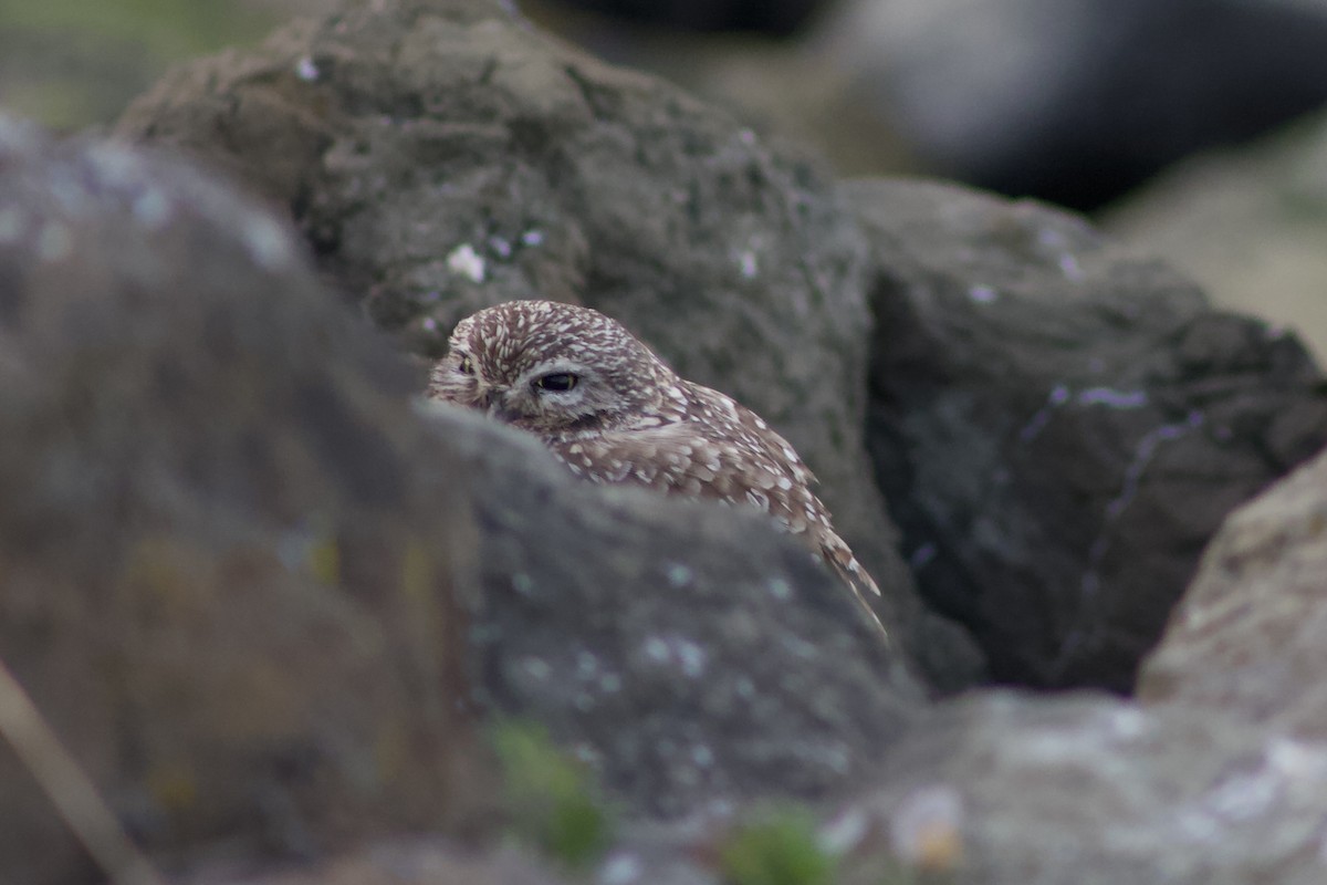 Burrowing Owl - ML632361975