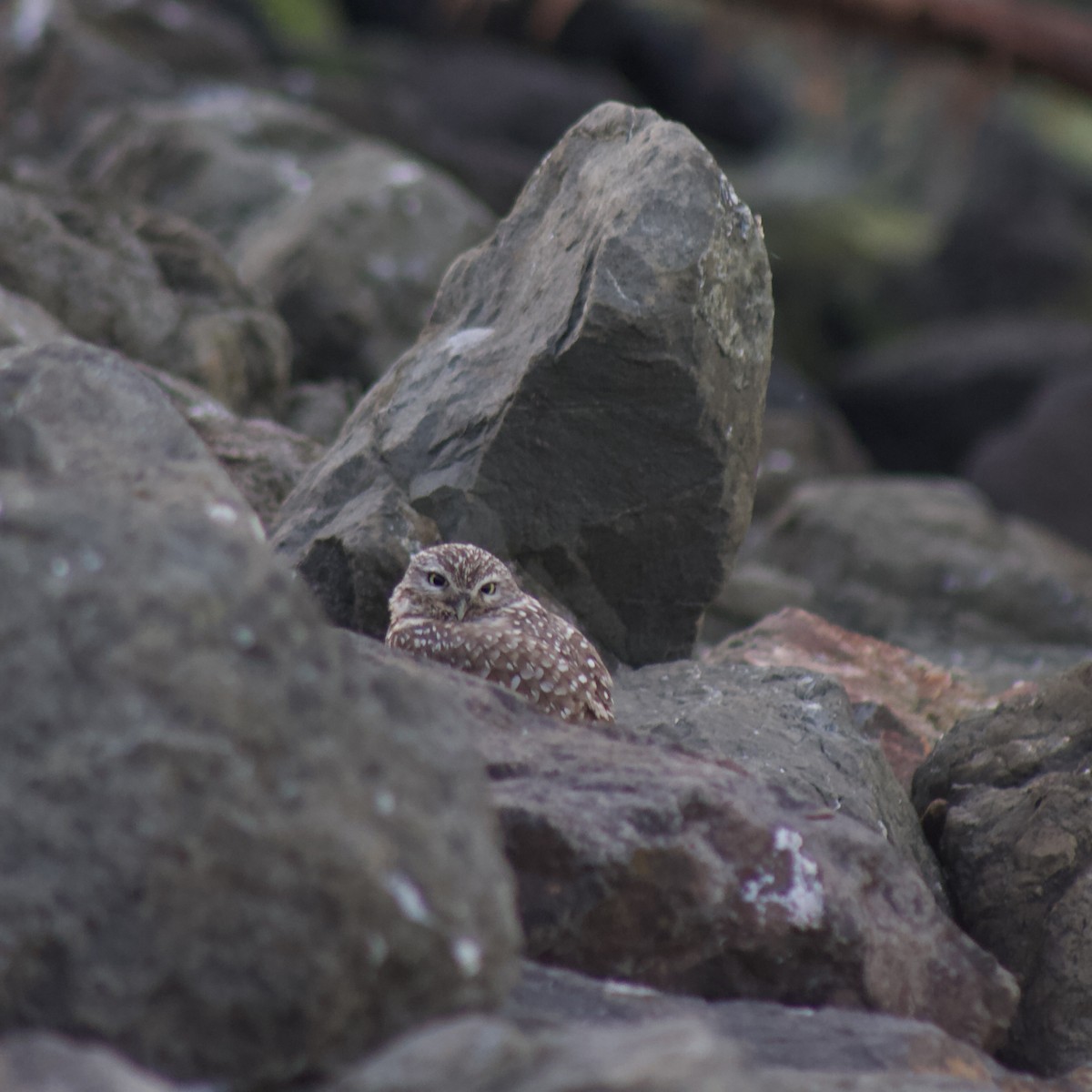 Burrowing Owl - ML632361976