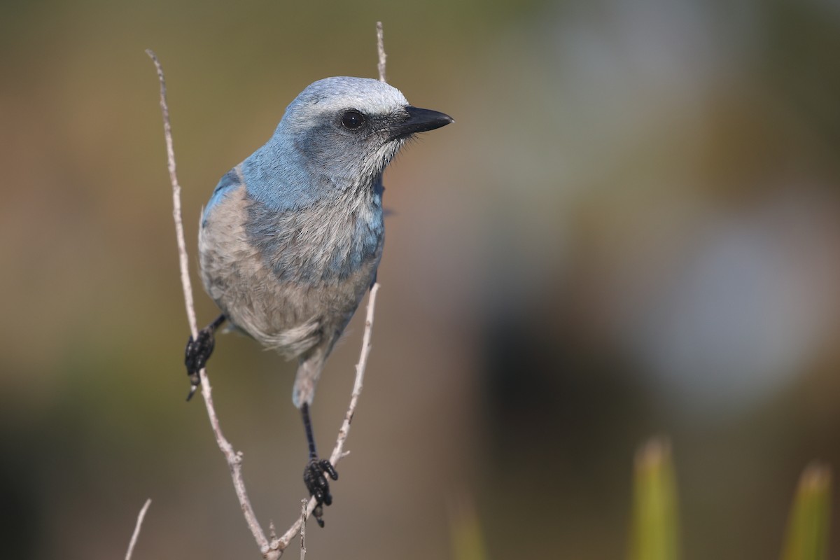 Florida Scrub-Jay - ML632362066