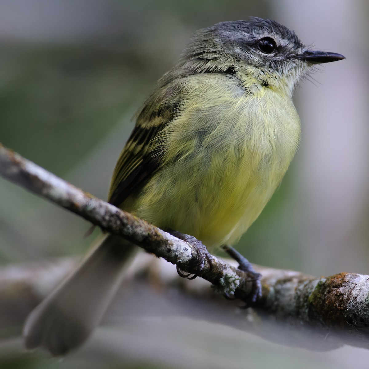 エクアドルヒゲハエトリ - ML632362258