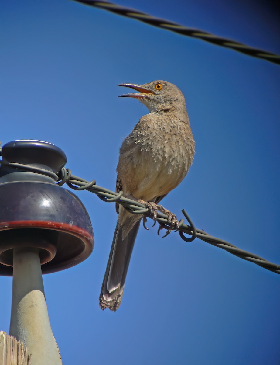 Bendire's Thrasher - ML632362330