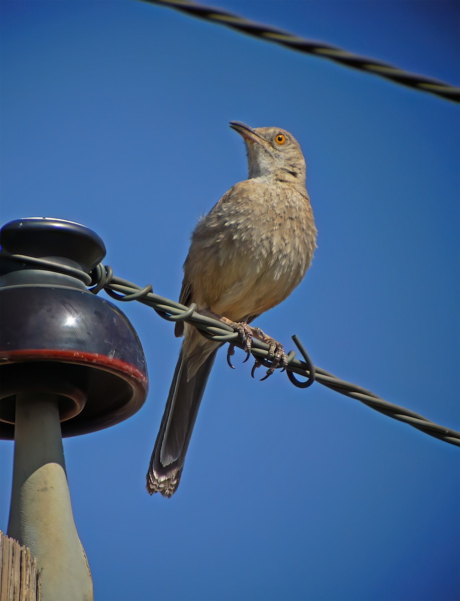 Bendire's Thrasher - ML632362331