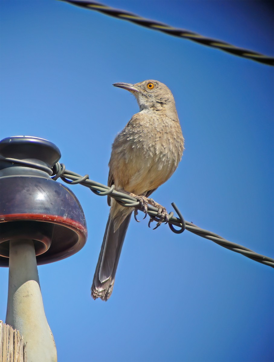 Bendire's Thrasher - ML632362332