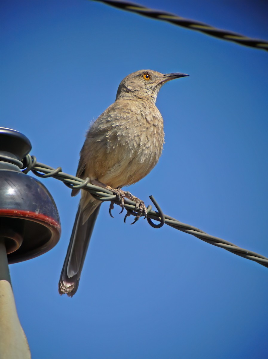 Bendire's Thrasher - ML632362333