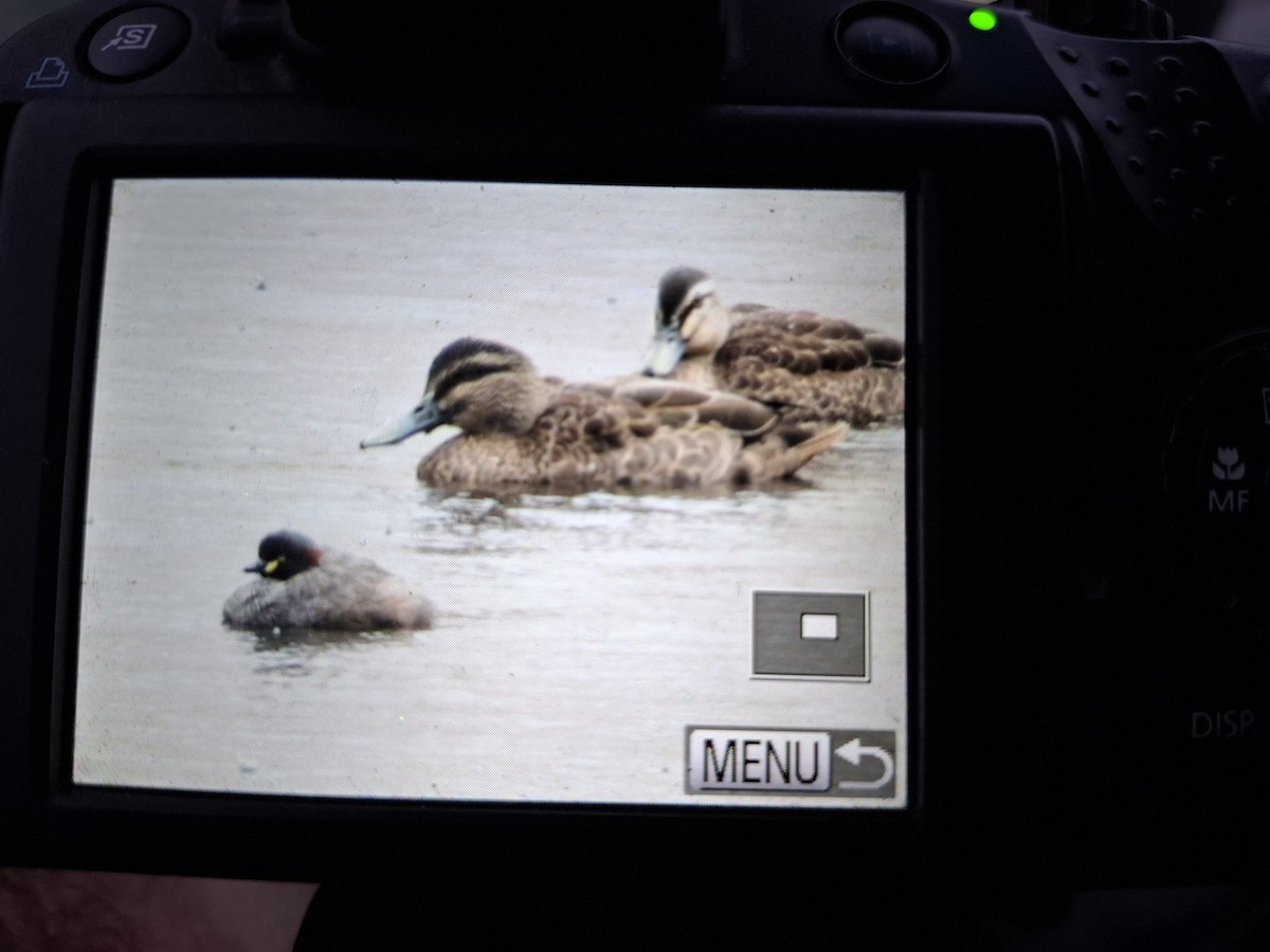 Australzwergtaucher - ML632362522