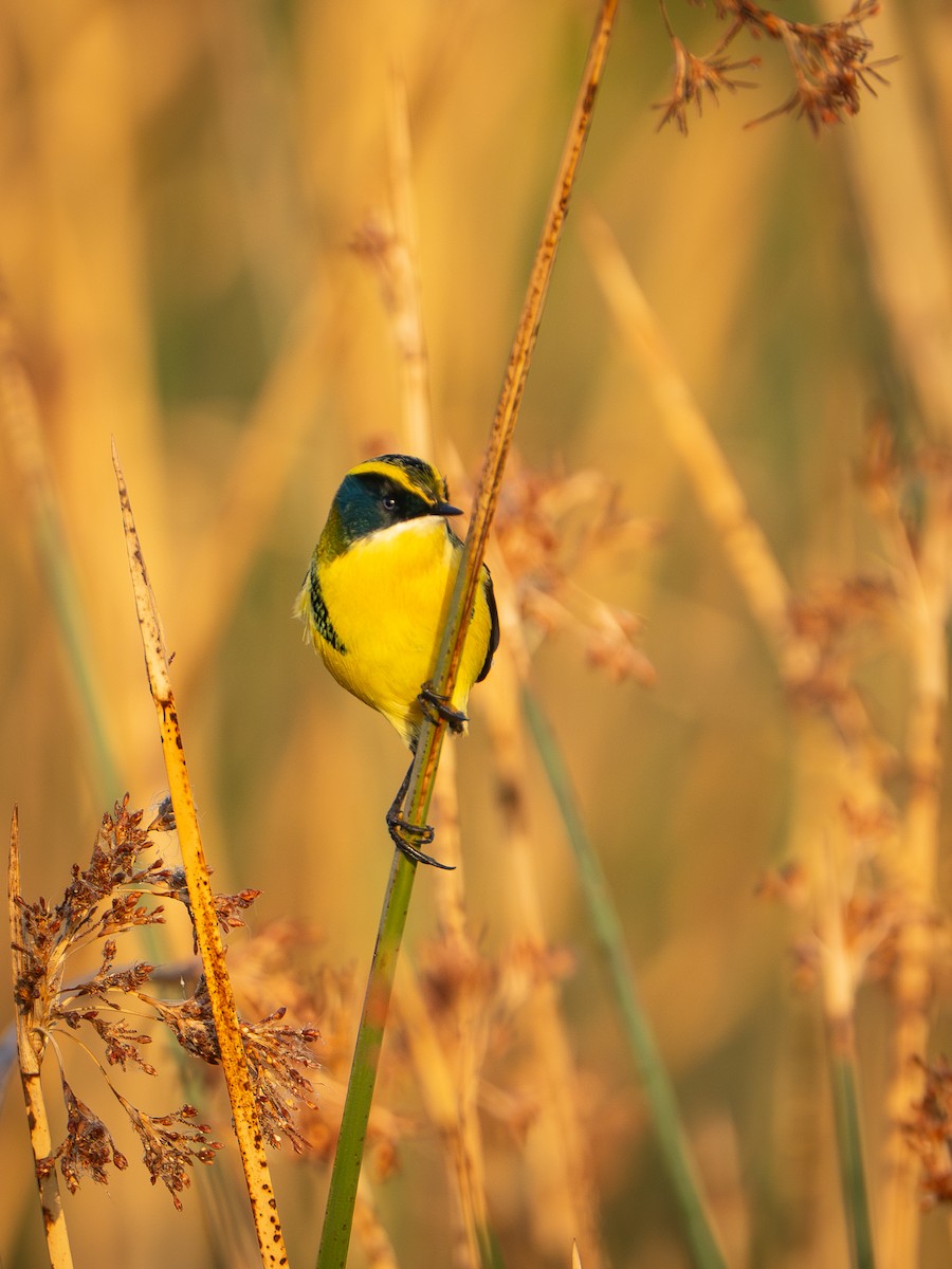 Many-colored Rush Tyrant - ML632362550