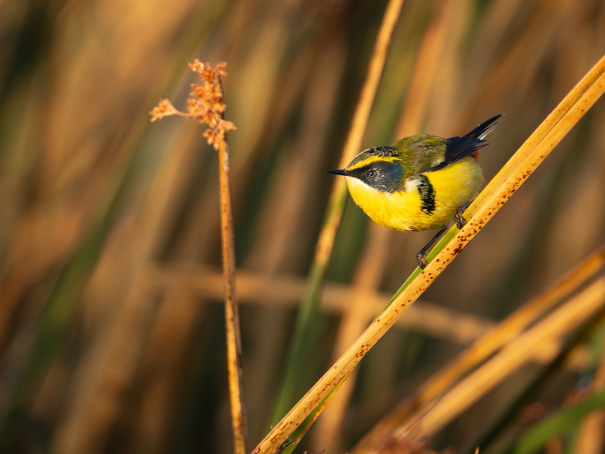 Many-colored Rush Tyrant - ML632362551