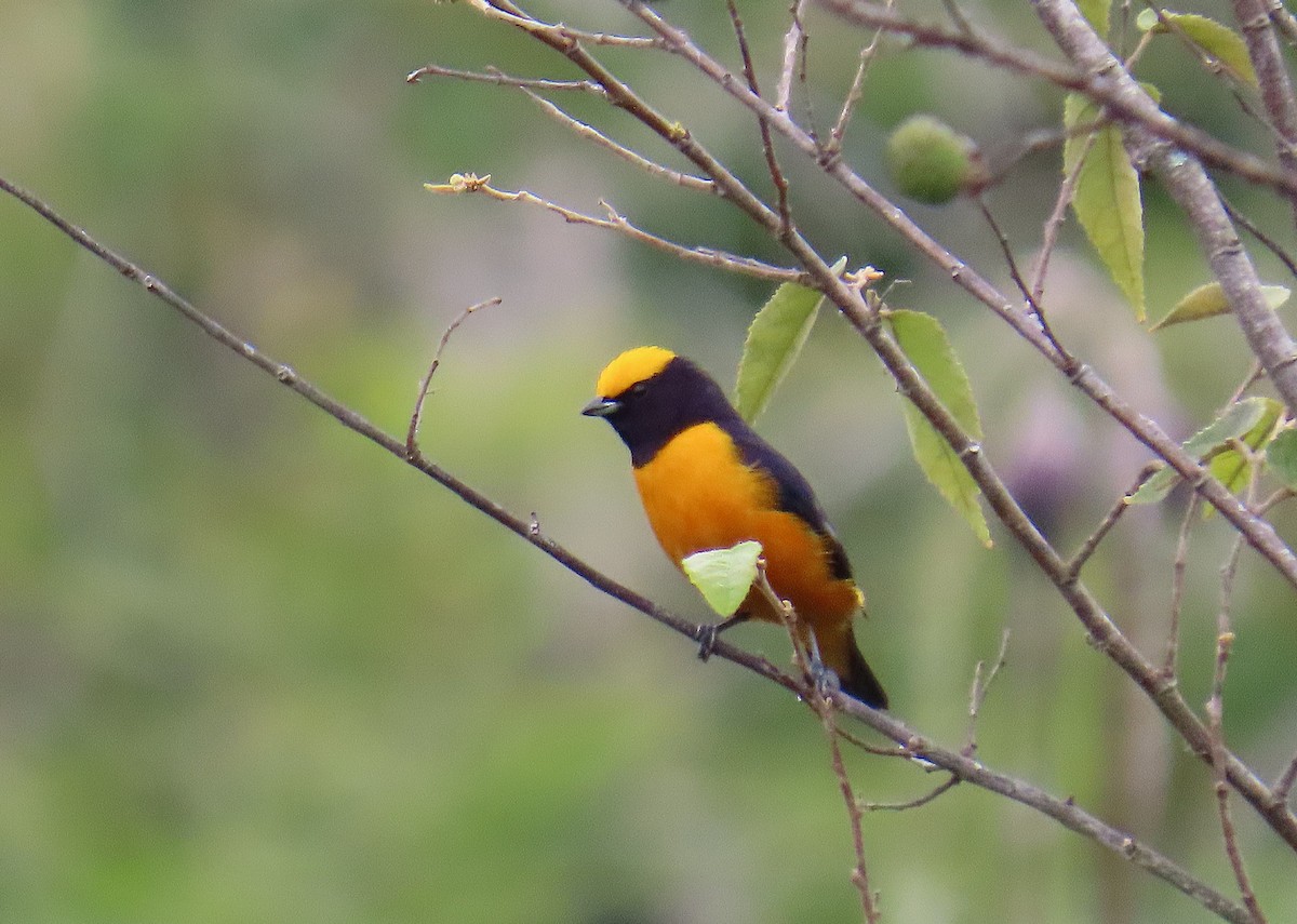 Orange-crowned Euphonia - ML632362553