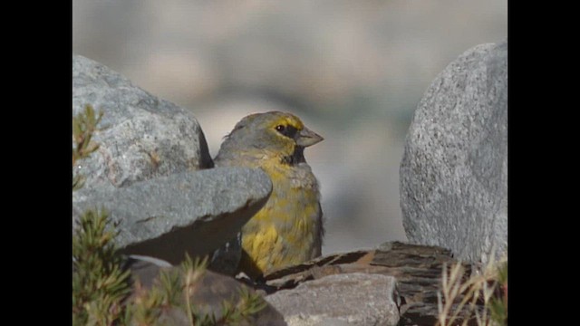 Yellow-bridled Finch - ML632362724