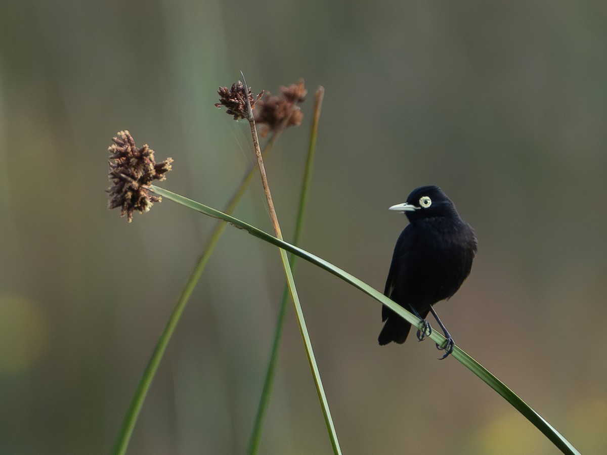 Spectacled Tyrant - ML632362749