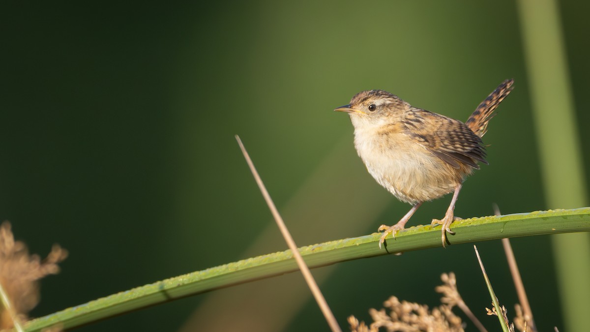 Grass Wren - ML632362754