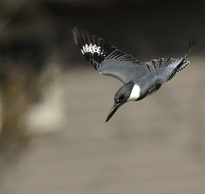 Belted Kingfisher - ML632362762