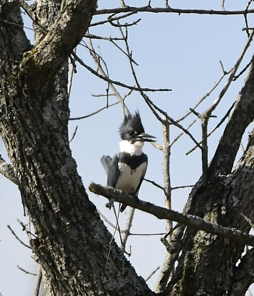 Belted Kingfisher - ML632362772