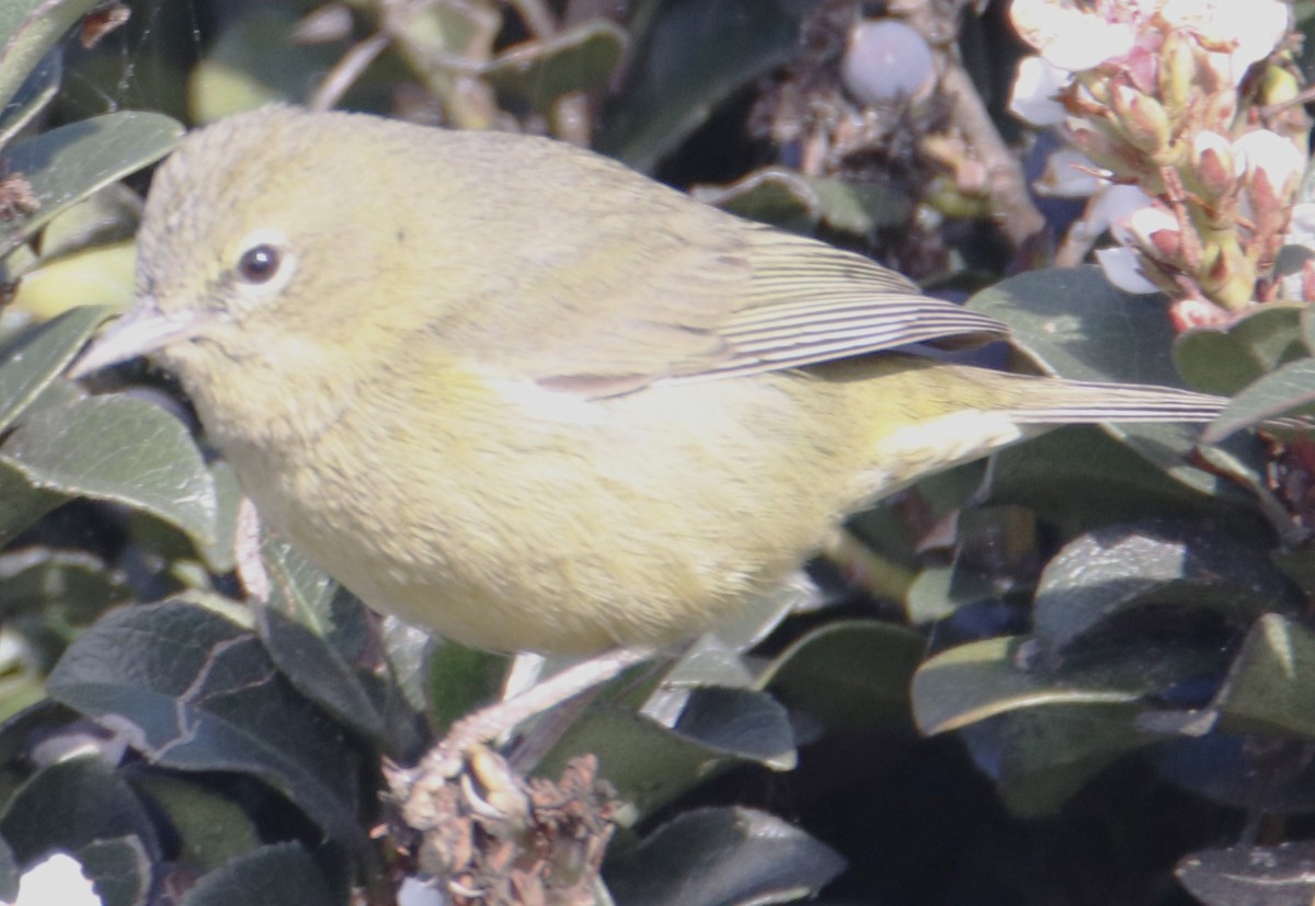 Orange-crowned Warbler - ML632362773