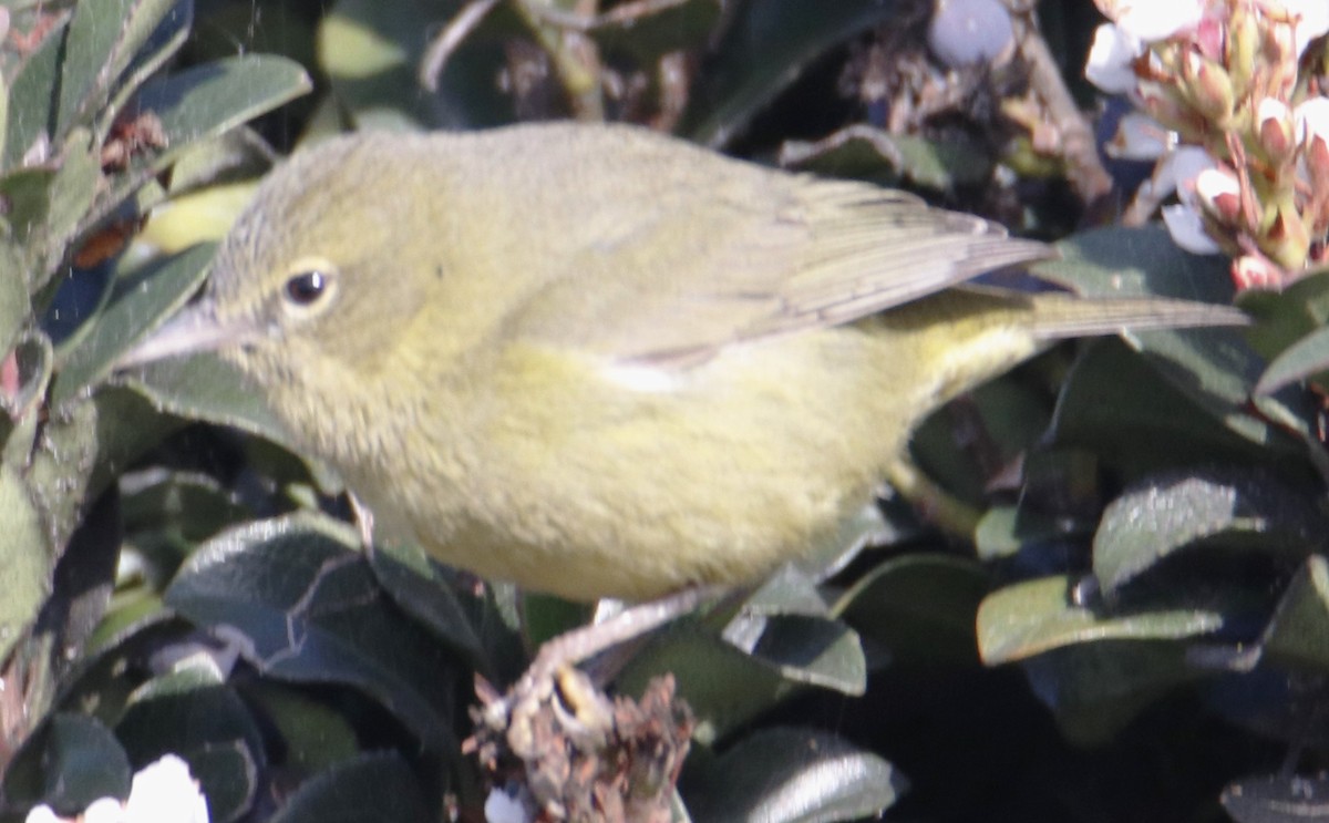 Orange-crowned Warbler - ML632362774