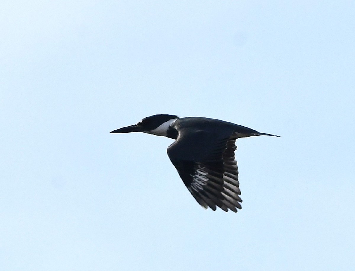 Belted Kingfisher - ML632362776