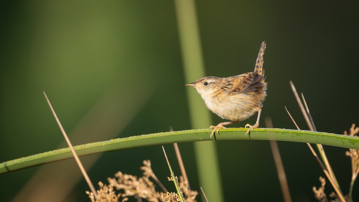 Grass Wren - ML632362786