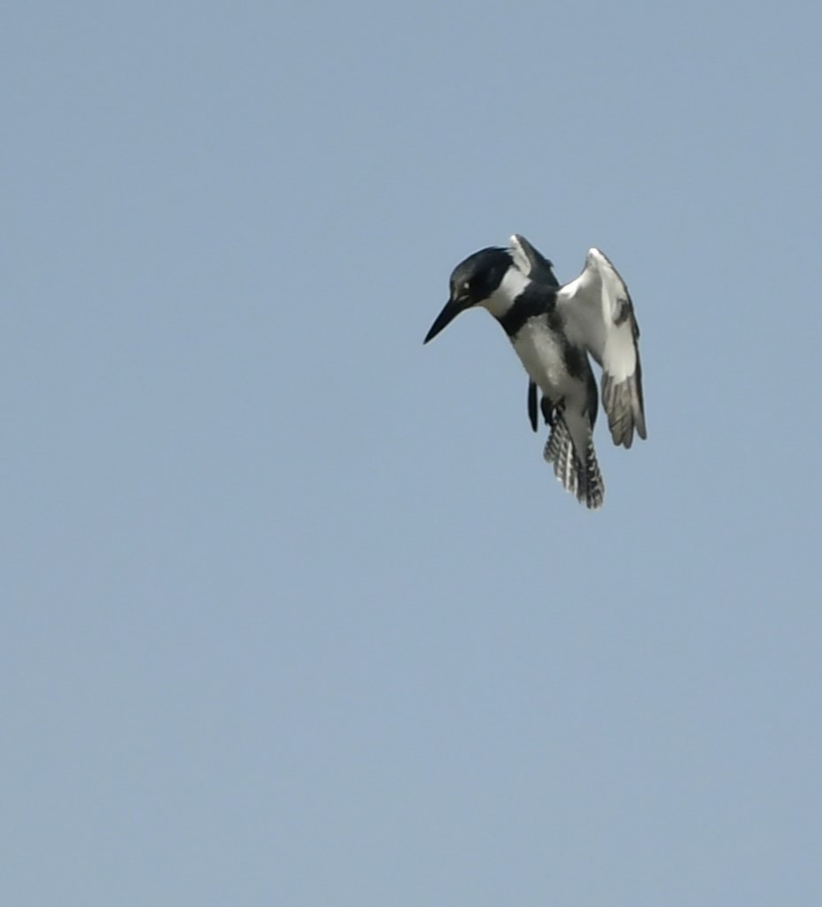 Belted Kingfisher - ML632362788