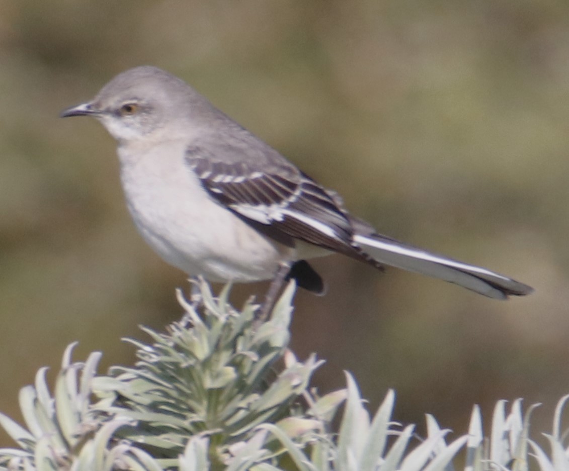 Northern Mockingbird - ML632362801