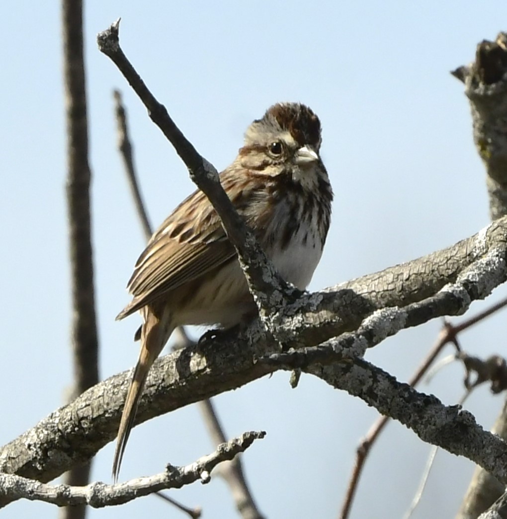 Song Sparrow - ML632362804