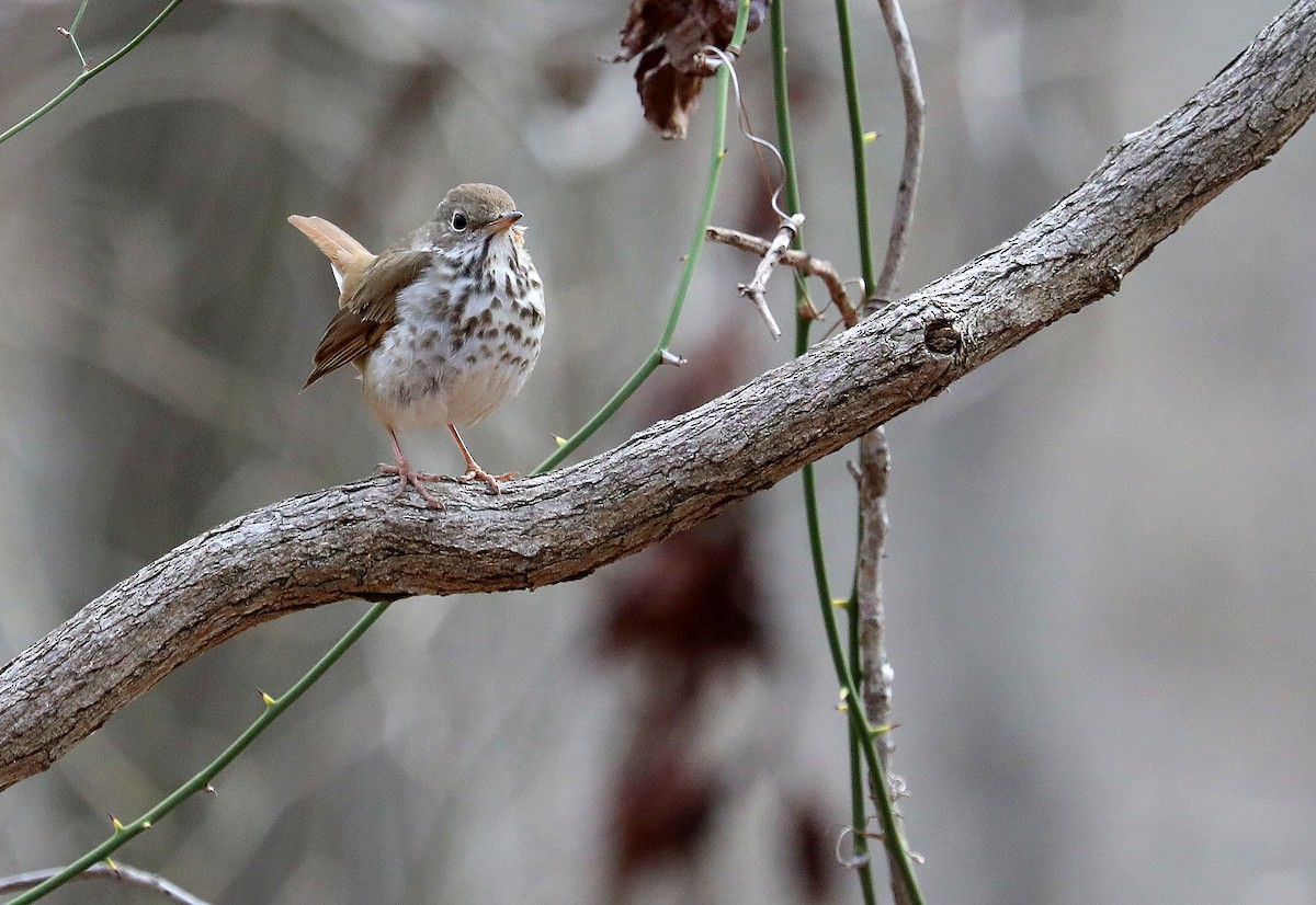 Hermit Thrush - ML632362820