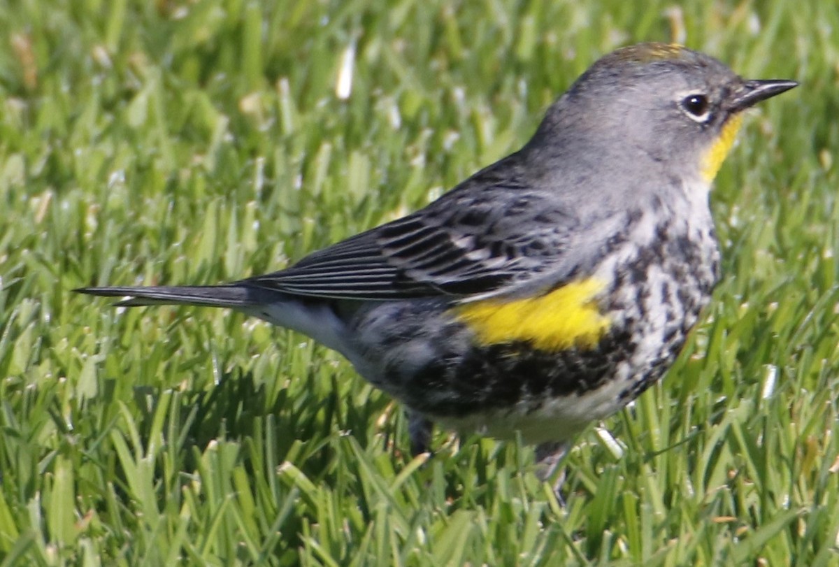 Yellow-rumped Warbler - ML632362821