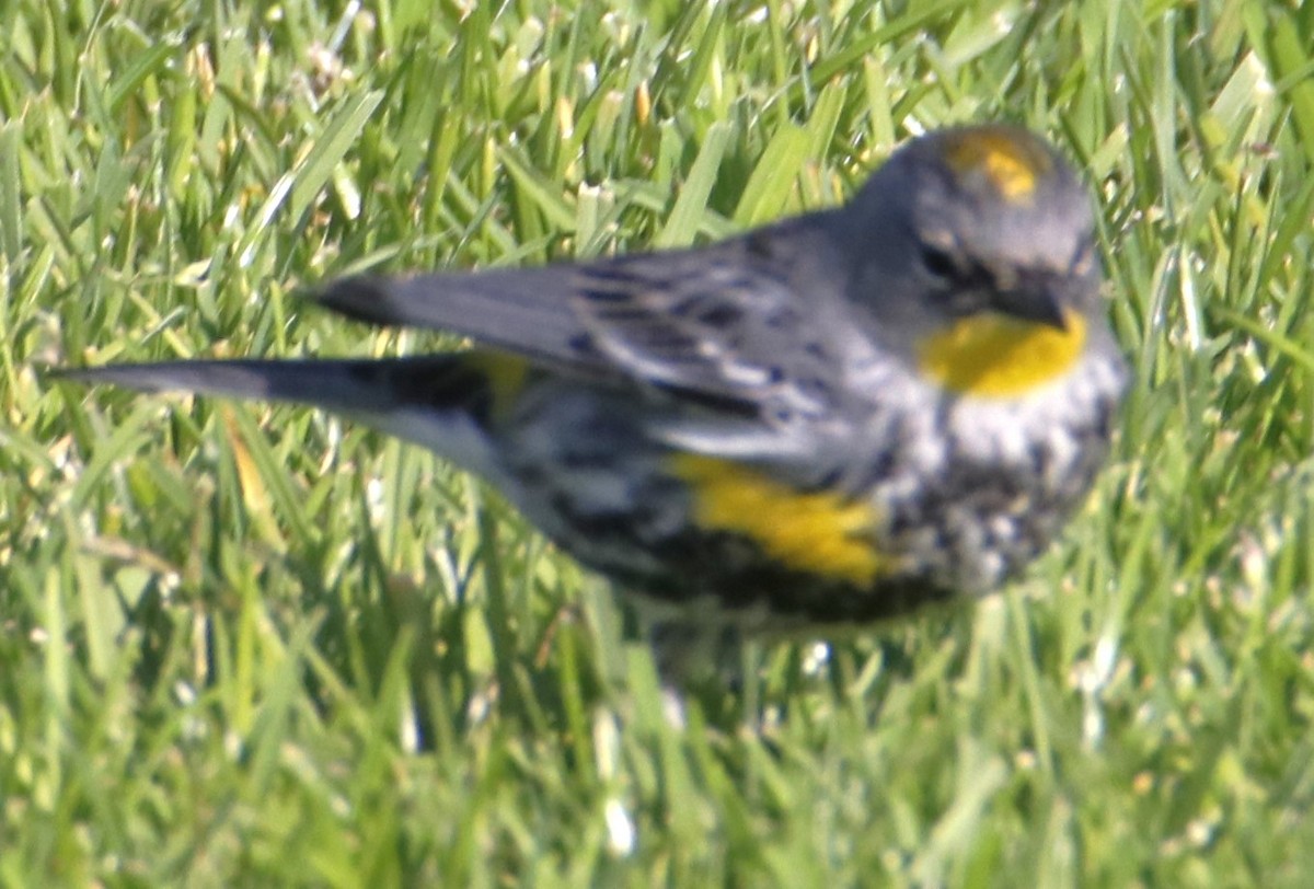 Yellow-rumped Warbler - ML632362822