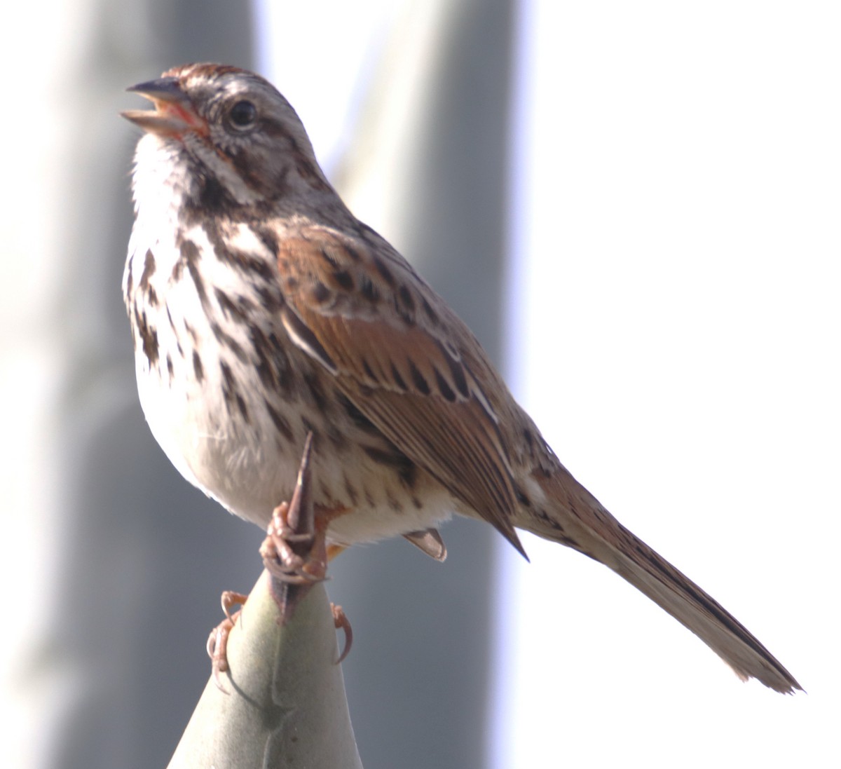 Song Sparrow - ML632362823