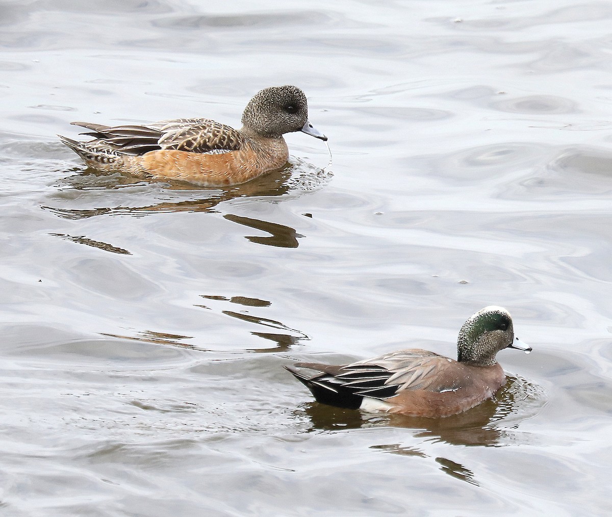 American Wigeon - ML632362847