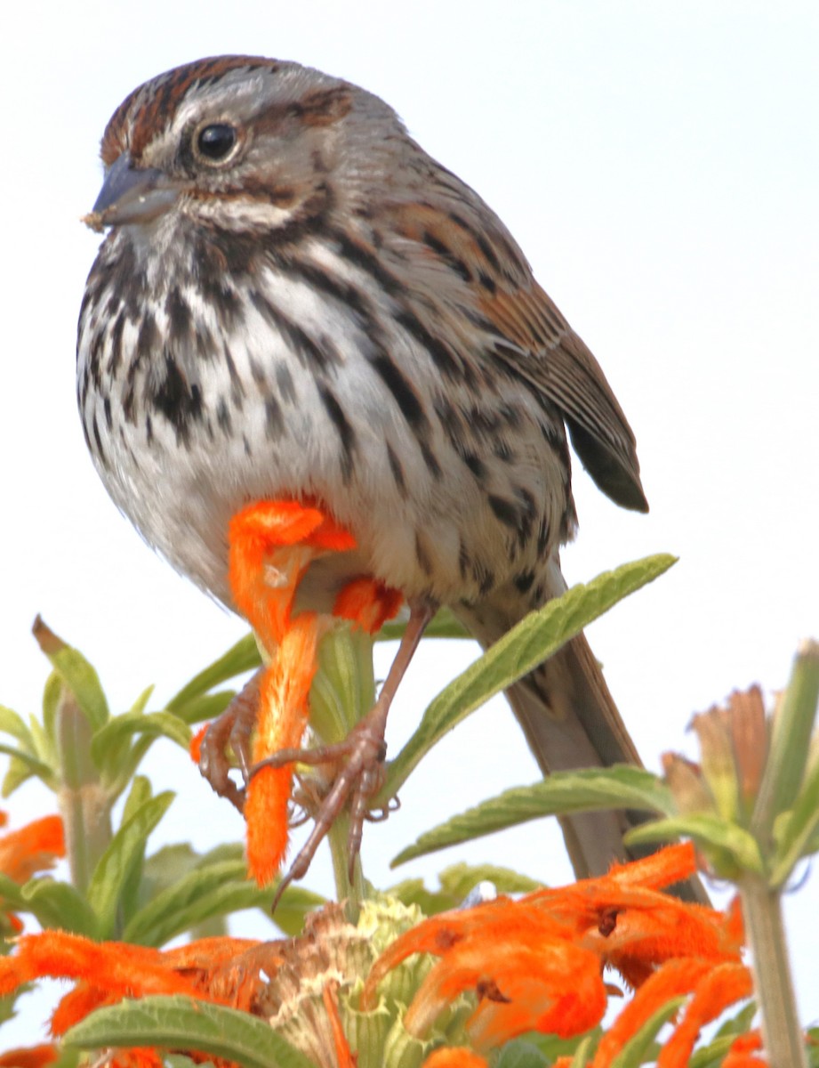 Song Sparrow - ML632362851