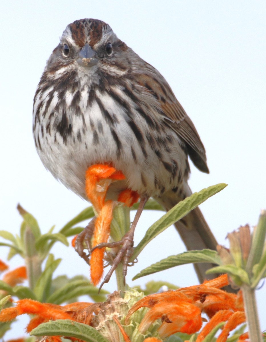 Song Sparrow - ML632362852