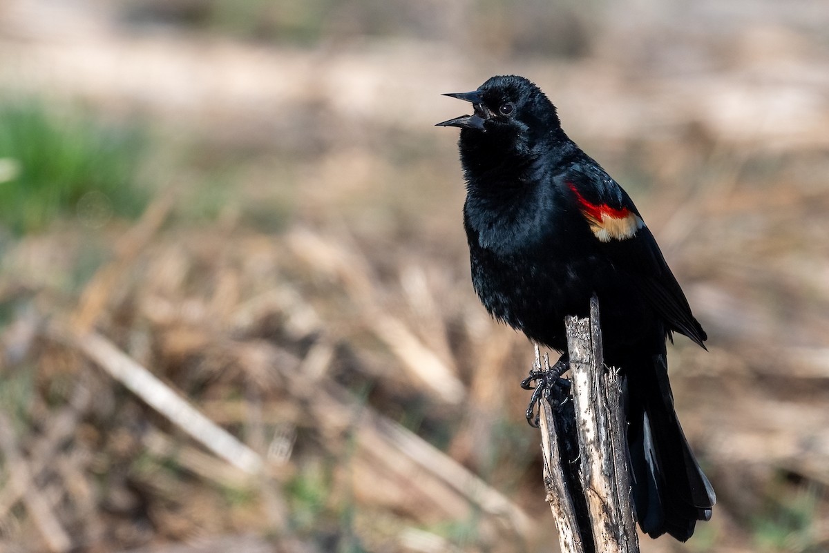 Red-winged Blackbird - ML632362855