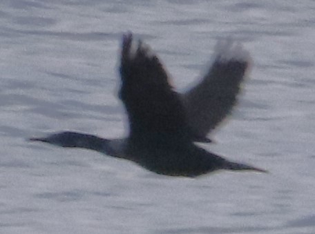Brandt's Cormorant - ML632362871