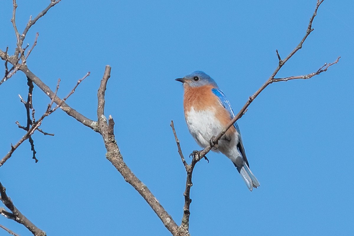 Eastern Bluebird - ML632362875