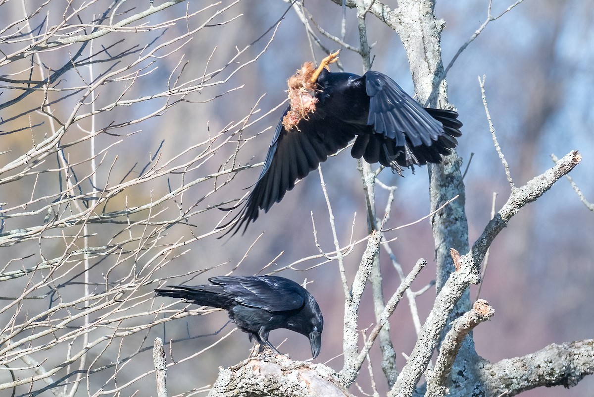 Common Raven - ML632362897