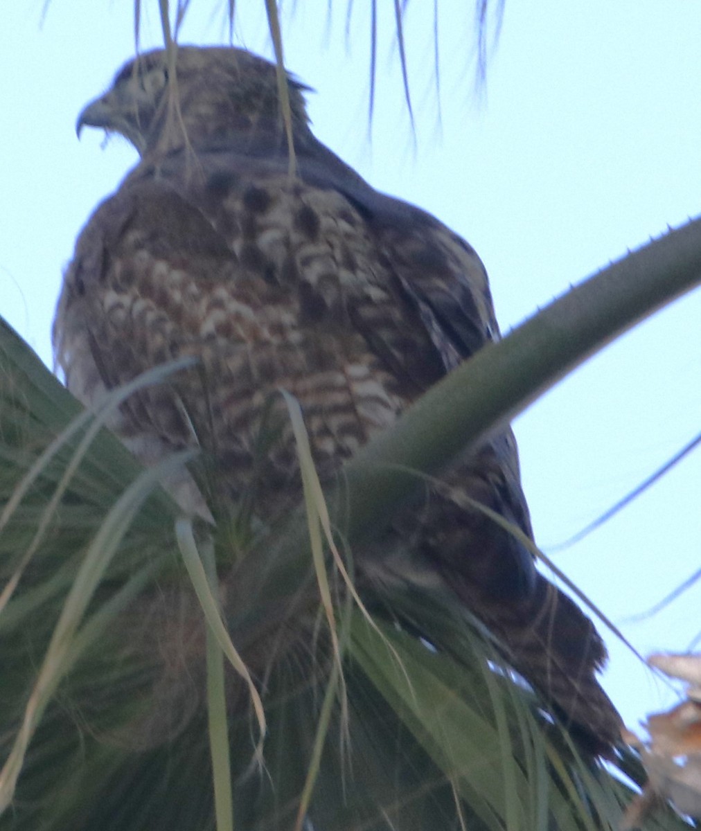 Red-tailed Hawk - ML632362909