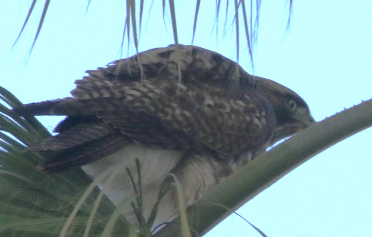 Red-tailed Hawk - ML632362910