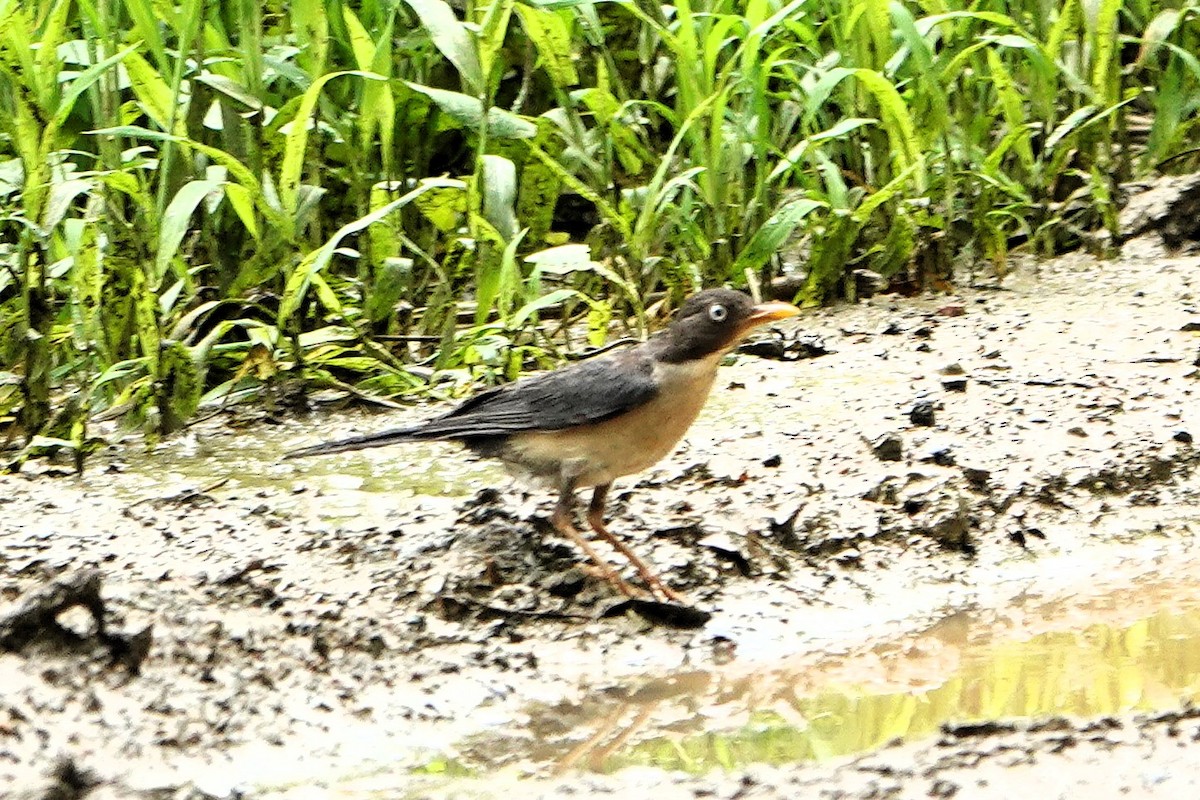 Plumbeous-backed Thrush - ML632363008