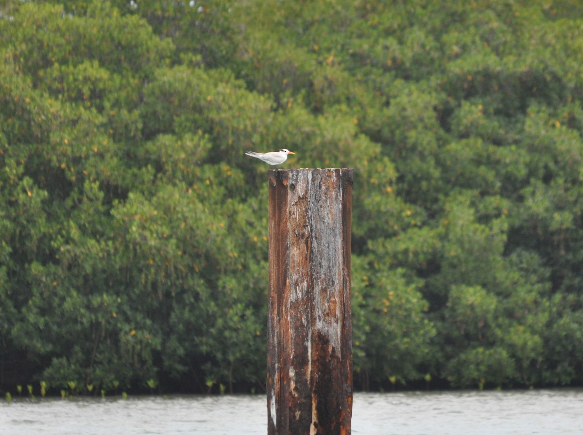 Royal Tern - ML632363123