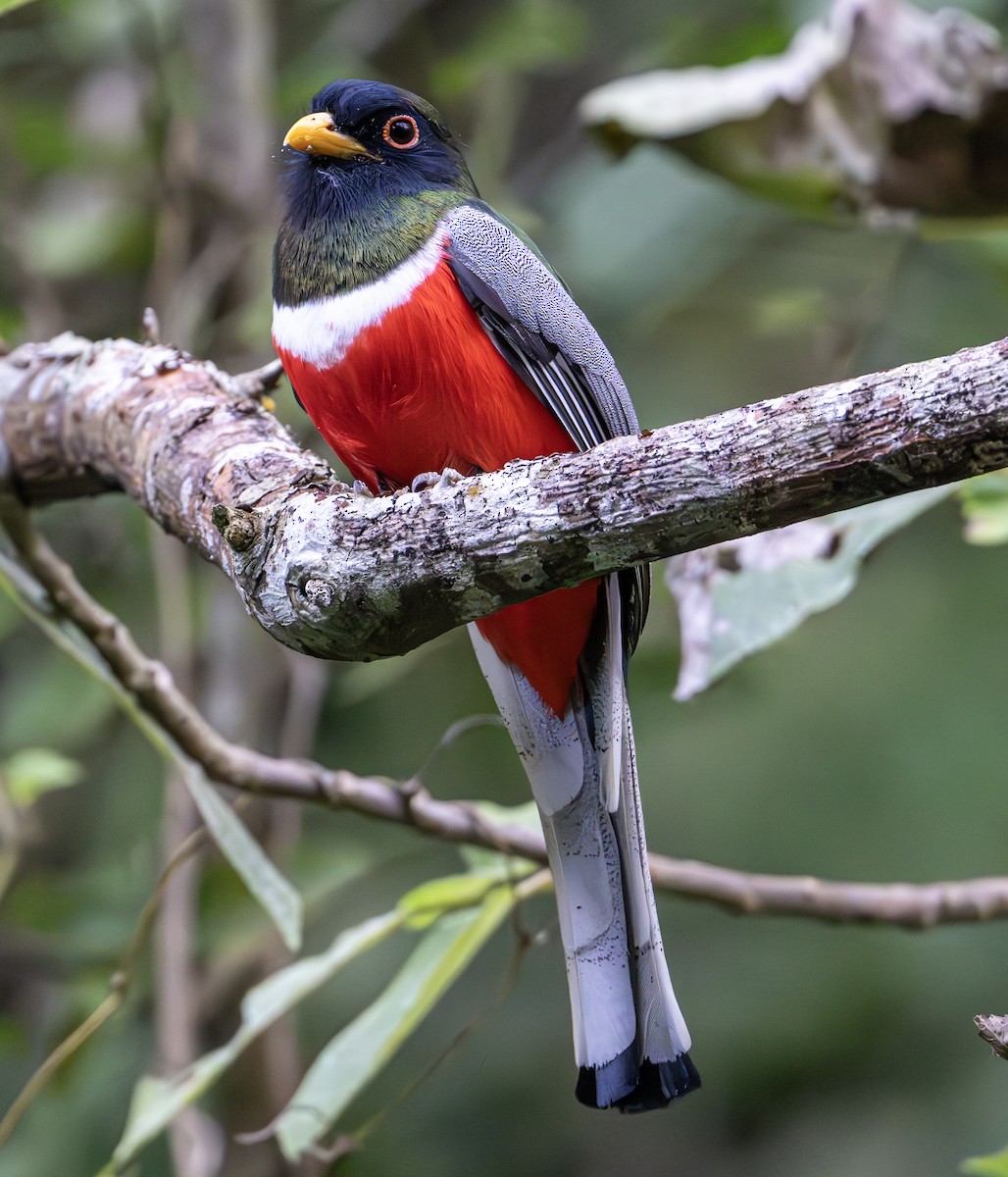 Elegant Trogon - ML632363346